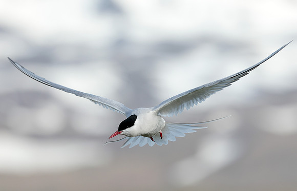 Arctic Tern Sterna paradisaea