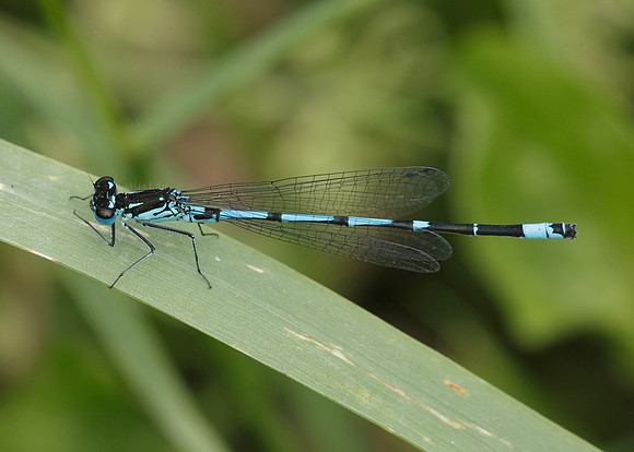 Variable Damselfly Coenagrion pulchellum