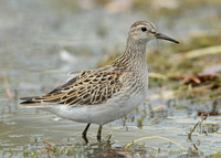 Pectoral Sandpiper Calidris melanotos