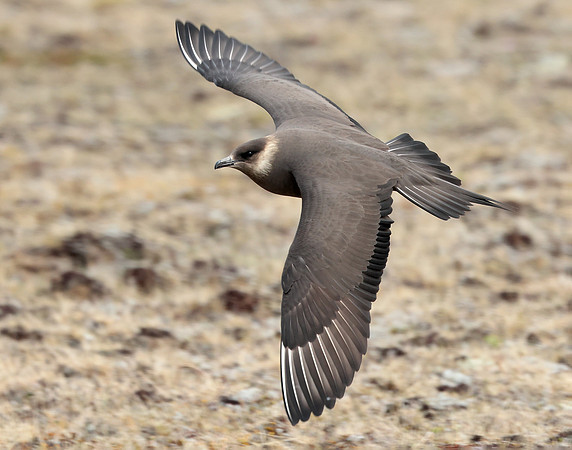 Arctic Skua Stercorarius parasiticus