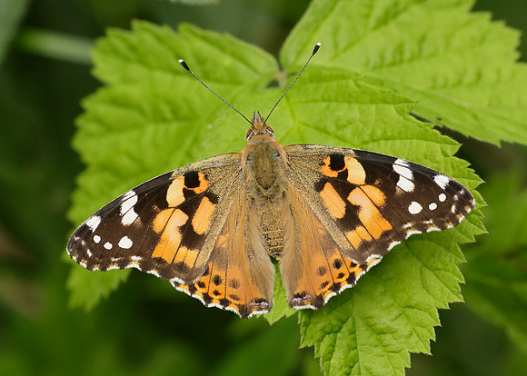 Painted Lady Vanessa cardui