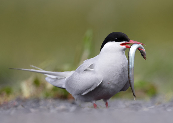Arctic Tern Sterna paradisaea