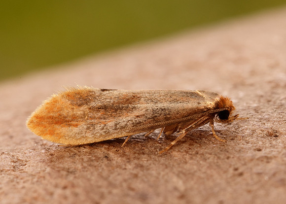 12.032 BF246 Tinea semifulvella
