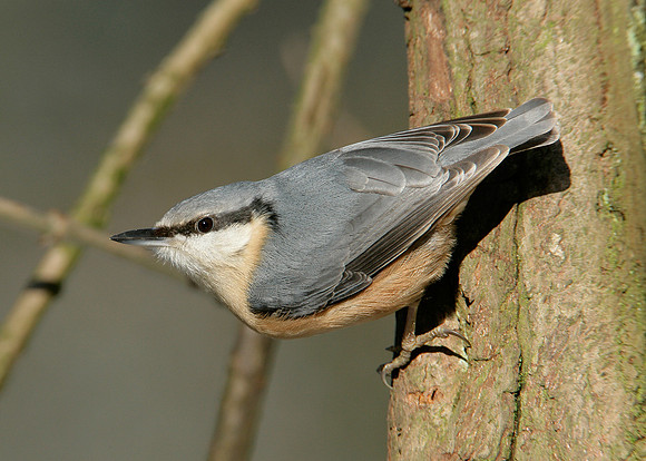 Nuthatch Sitta europaea