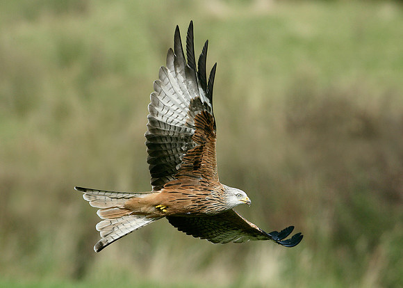 Red Kite Milvus milvus