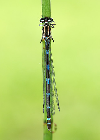 Variable Damselfly Coenagrion pulchellum