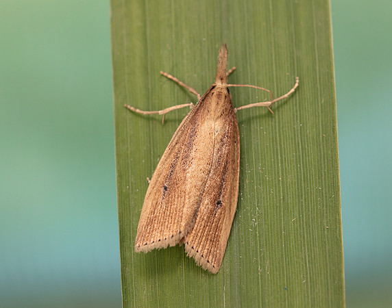63.077 BF1290 Chilo phragmitella