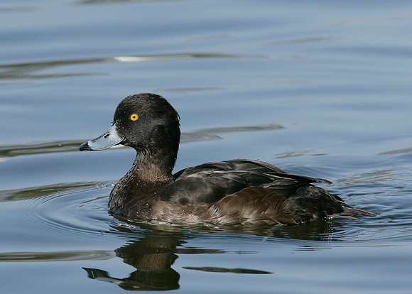 Tufted Duck Aythya fuligula