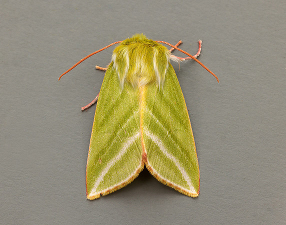 74.008 BF2422 Green Silver-lines Pseudoips prasinana