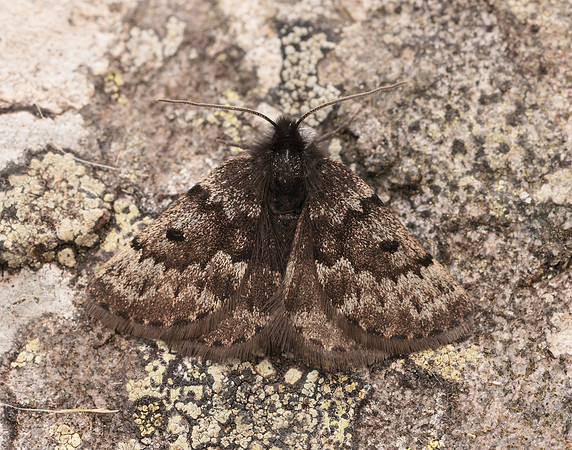 70.289 BF1965 Black Mountain Moth Glacies coracina