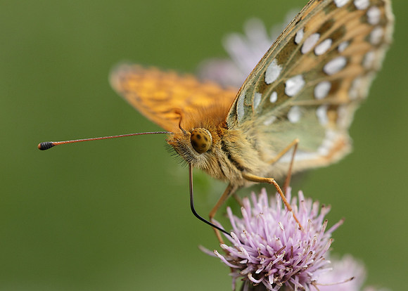 Dark Green fritillary Argynnis aglaja