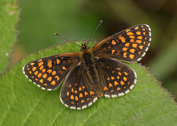 Heath Fritillary Melitaea athalia