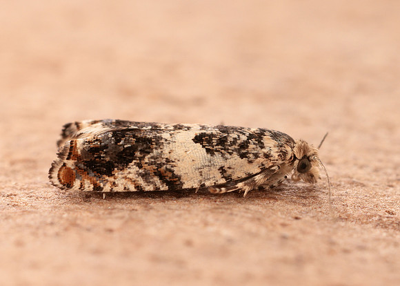 49.244 BF1132 Epinotia subocellana