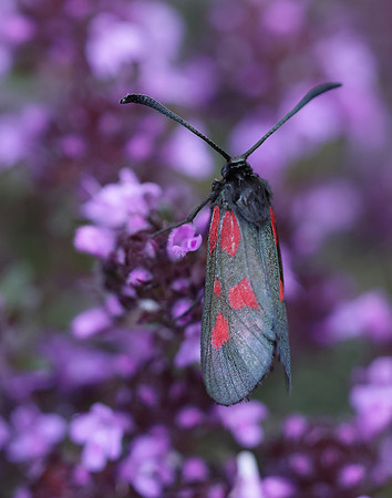 54.007 BF168 New Forest Burnet Zygaena viciae