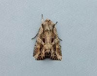 73.266 BF2159 Dog's Tooth Lacanobia suasa
