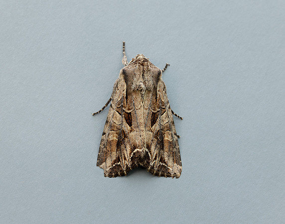 73.266 BF2159 Dog's Tooth Lacanobia suasa
