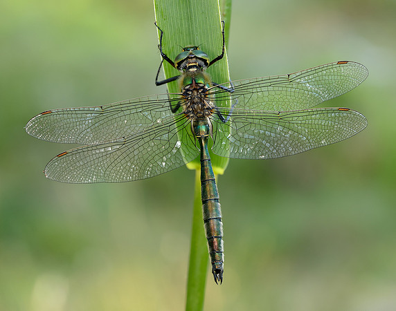Brilliant Emerald Somatochlora metallica