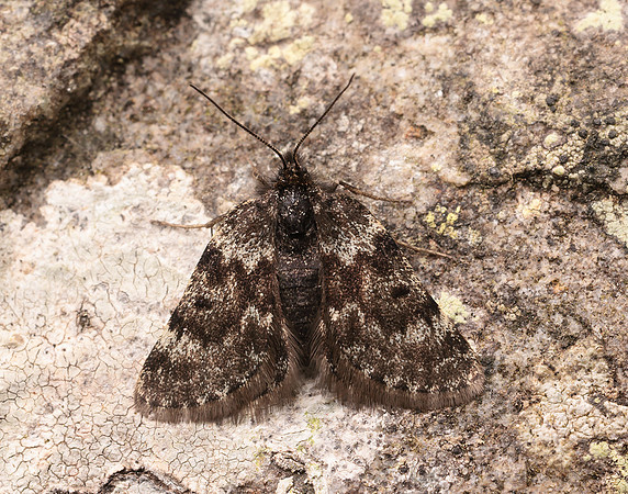70.289 BF1965 Black Mountain Moth Glacies coracina