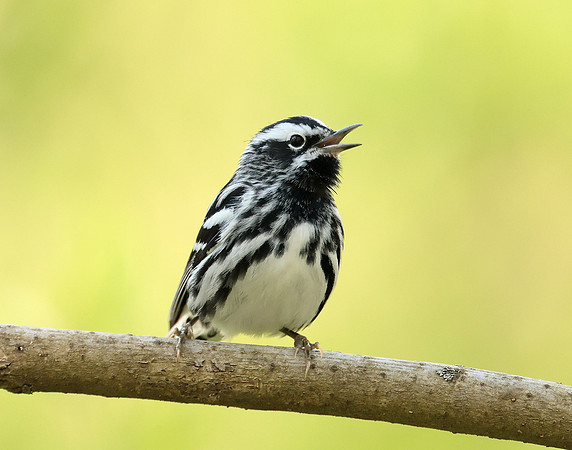 Black & White Warbler Mniotilta varia