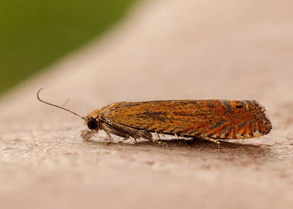 49.345 BF1219 Lathronympha strigana