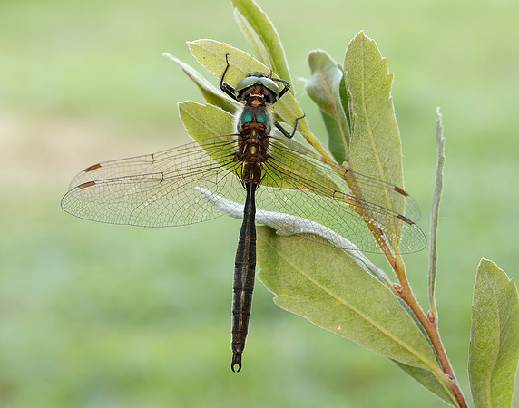 Northern Emerald Somatochlora arctica
