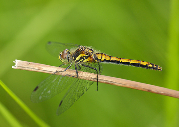 Black Darter Sympetrum danae