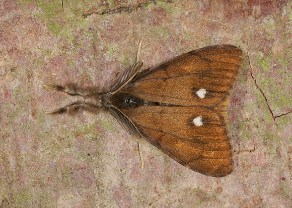 72.017 BF2026 Vapourer Orgyia recens