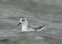 Grey Phalarope Phalaropus fulicarius