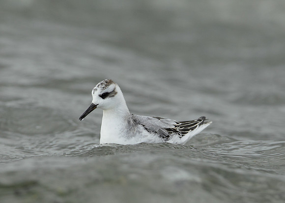Grey Phalarope Phalaropus fulicarius