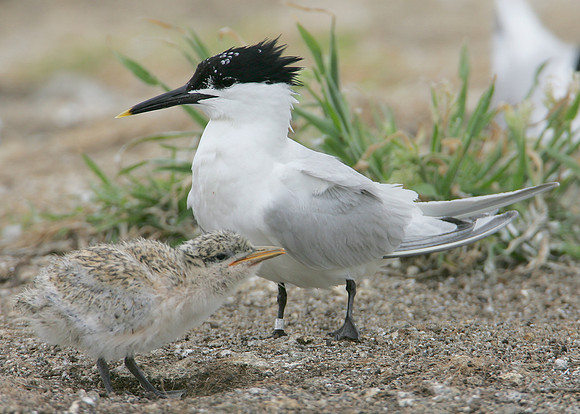 Sandwich Tern Sterna sandvicensis