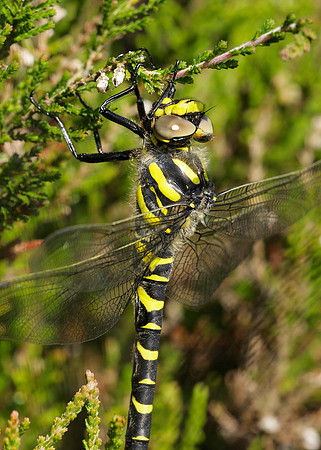 Golden-ringed Dragonfly Cordulegaster boltonii