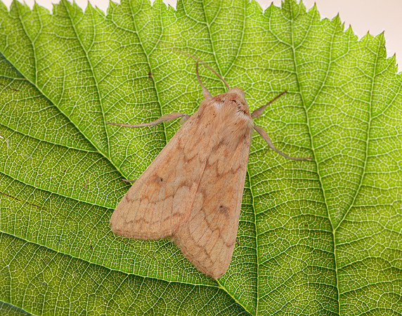 73.295 BF2195 Delicate Mythimna vitellina