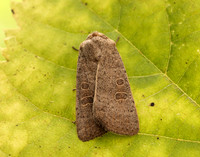 73.099 BF2384 Vine's Rustic Hoplodrina ambigua