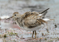 Pectoral Sandpiper Calidris melanotos
