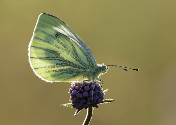 Green-veined White Pieris napi