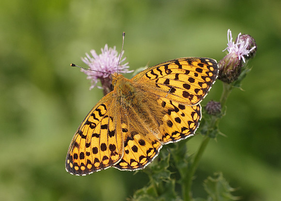 Dark Green fritillary Argynnis aglaja