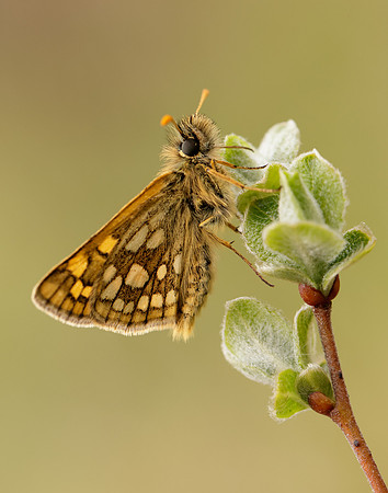 Chequered Skipper Carterocephalus palaemon
