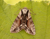 73.110 BF2320 Saxon Hyppa rectilinea