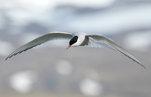 Arctic Tern Sterna paradisaea