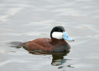 Ruddy Duck Oxyura jamaicensis