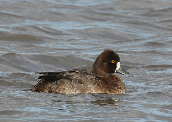 Lesser Scaup Aythya affinis