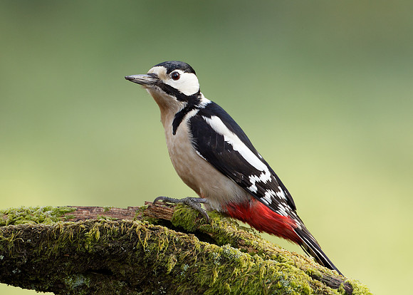 Great Spotted Woodpecker Dendrocopus major