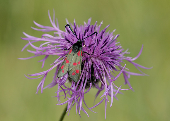 54.008 BF0169 Six-Spot Burnet Zygaena filipendulae