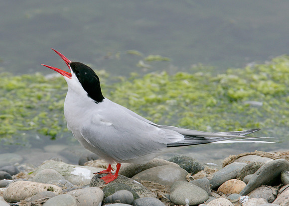 Arctic Tern Sterna paradisaea