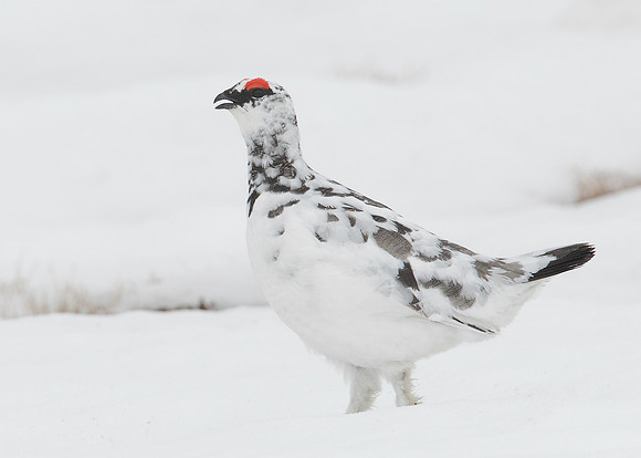 Ptarmigan Lagopus mutus