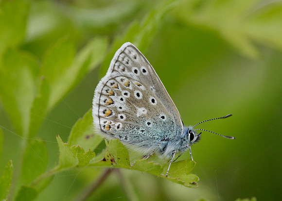 Common Blue Polyommatus icarus