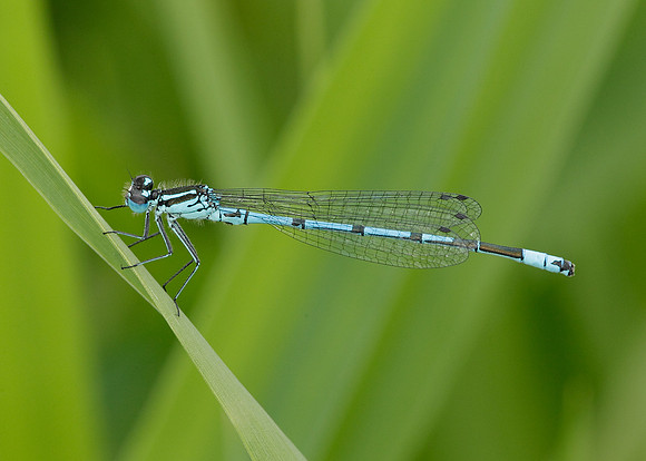 Azure Damselfly Coenagrion puella