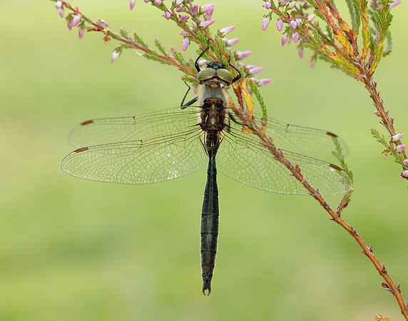 Northern Emerald Somatochlora arctica