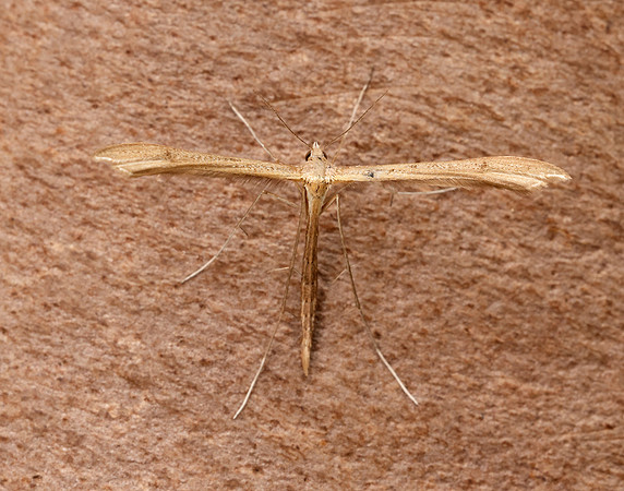 45.013 BF1508 Twin-spot Plume Stenoptilia bipunctidactyla