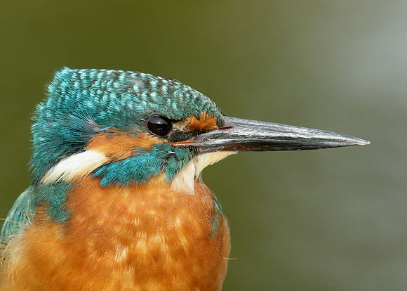 Kingfisher Alcedo atthis
